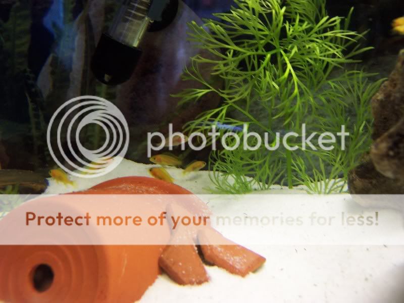 camerafryect010.jpg