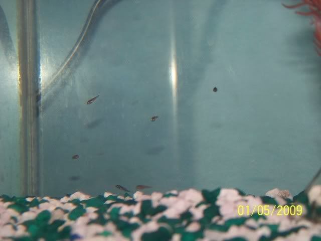 100_1250.jpg