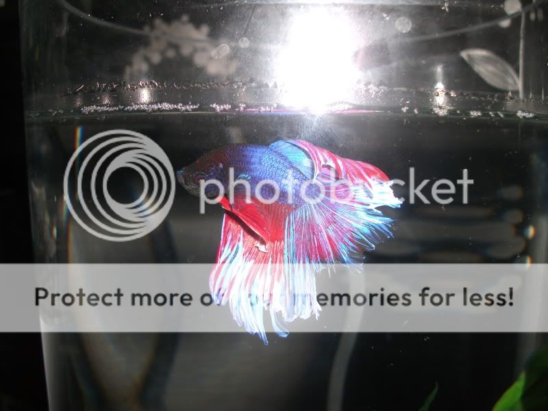 DSCF2438.jpg