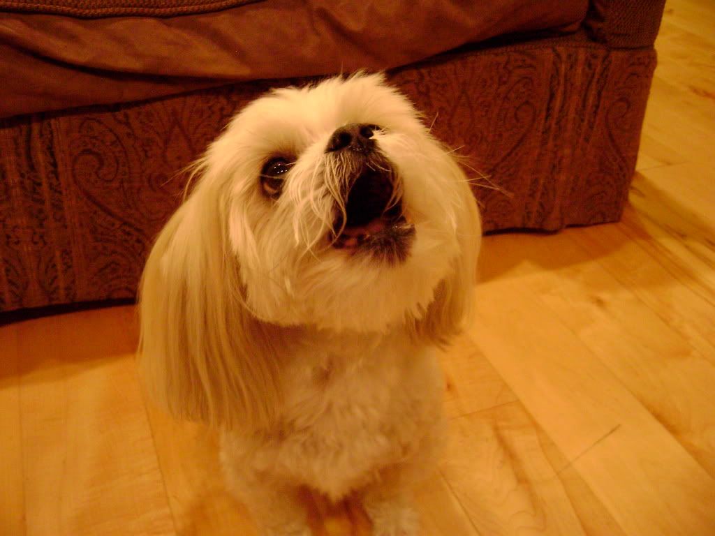 DSC02223.jpg