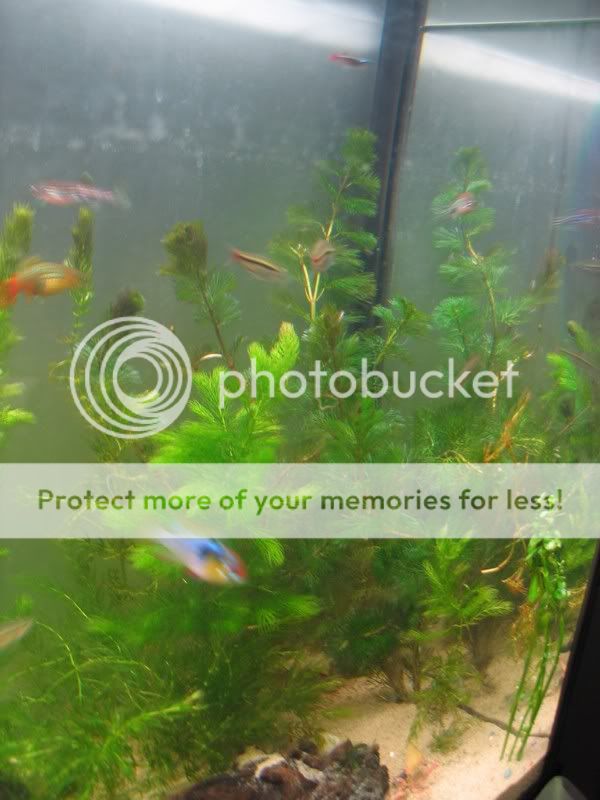 Fish022.jpg
