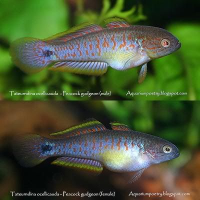 Tateurndina_ocellicauda_1.jpg