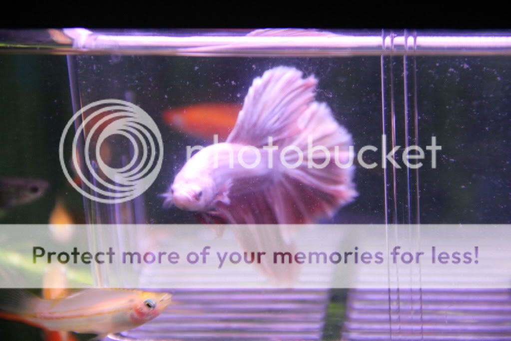 bettas008.jpg