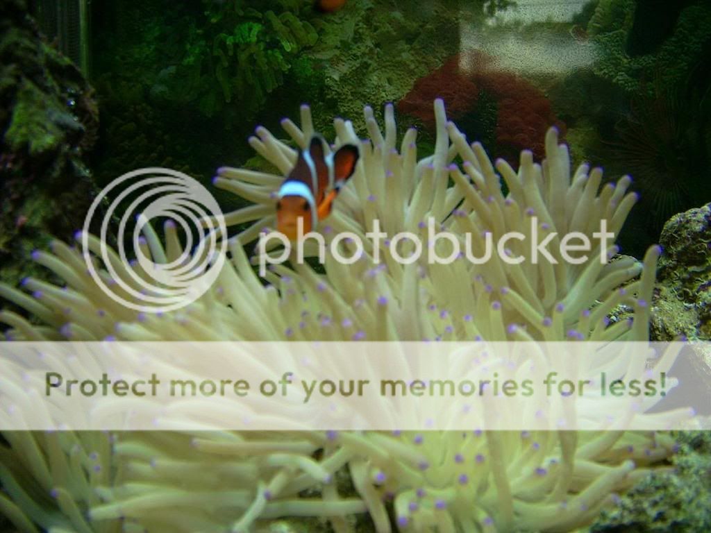 AnemoneAndclown.jpg