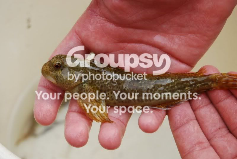 holidayfish.jpg
