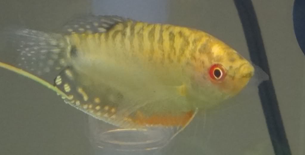malegourami.jpg