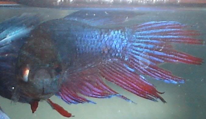fspadebluered.jpg