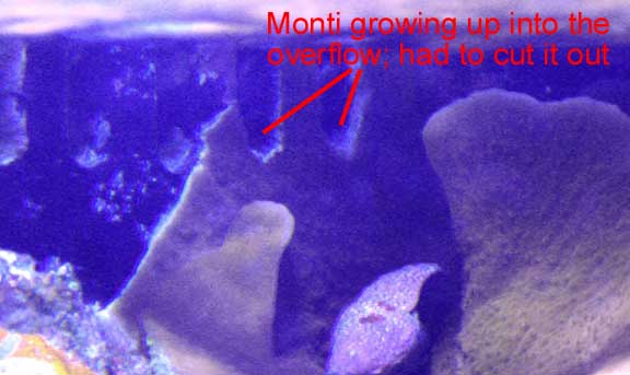 Oct2010MontiOverflow.jpg