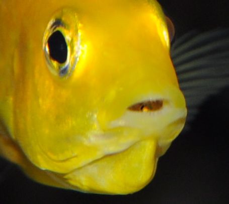 babyfish4.jpg