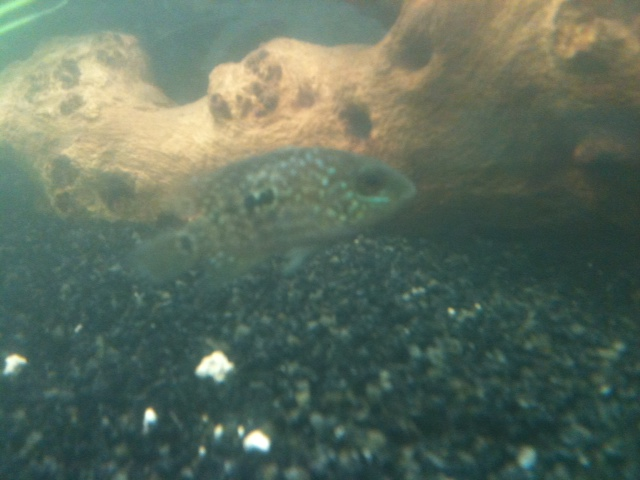 cichlid4.png