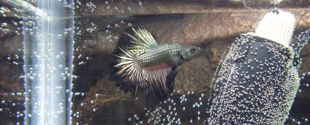 ZHMBetta5.jpg