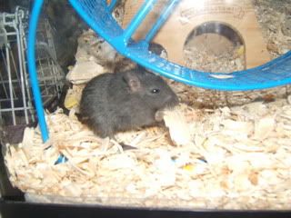 DSCF1385.jpg