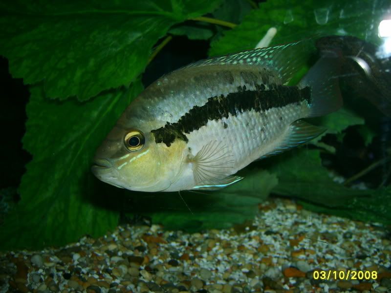 S5006548.jpg