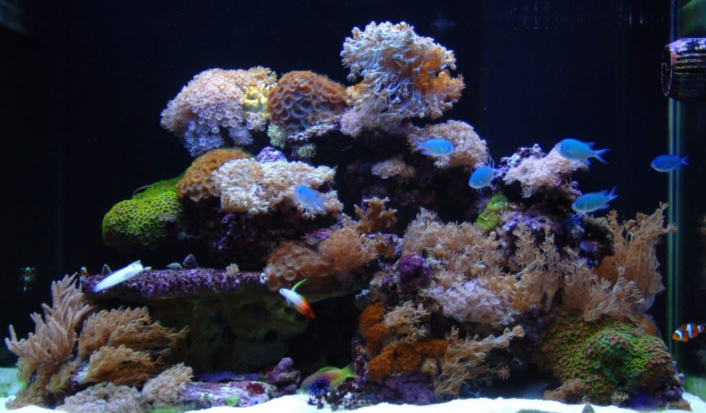 GodivaMay2011.jpg
