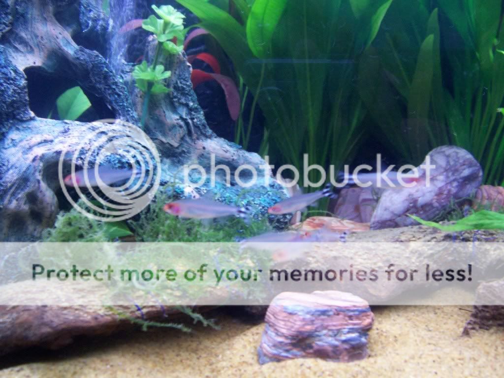 rummynosetetras.jpg