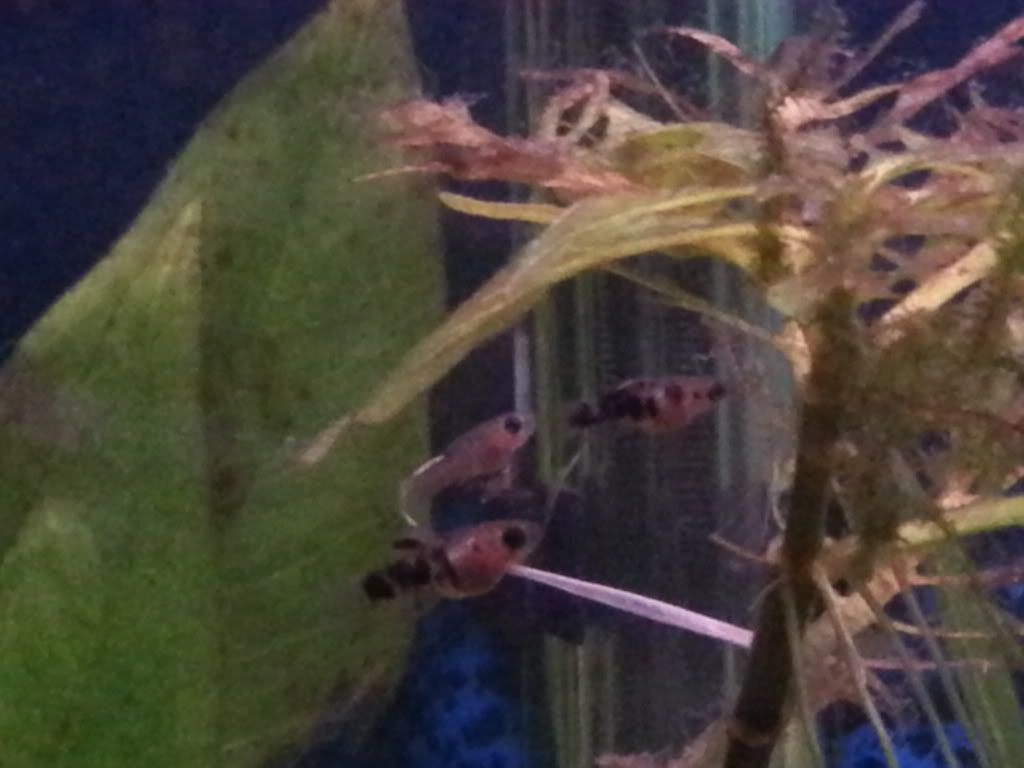 20130105_225952_zps35b40d05.jpg