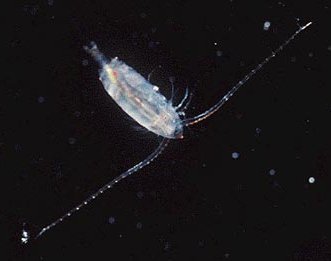 copepod.jpg