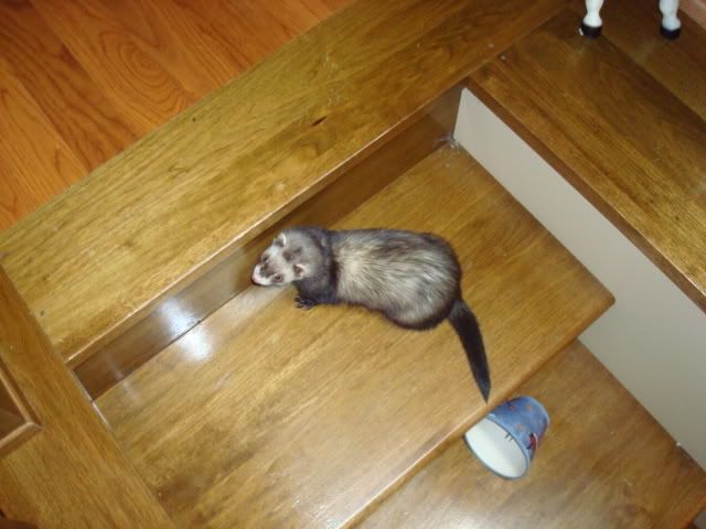 ferrets016-1.jpg