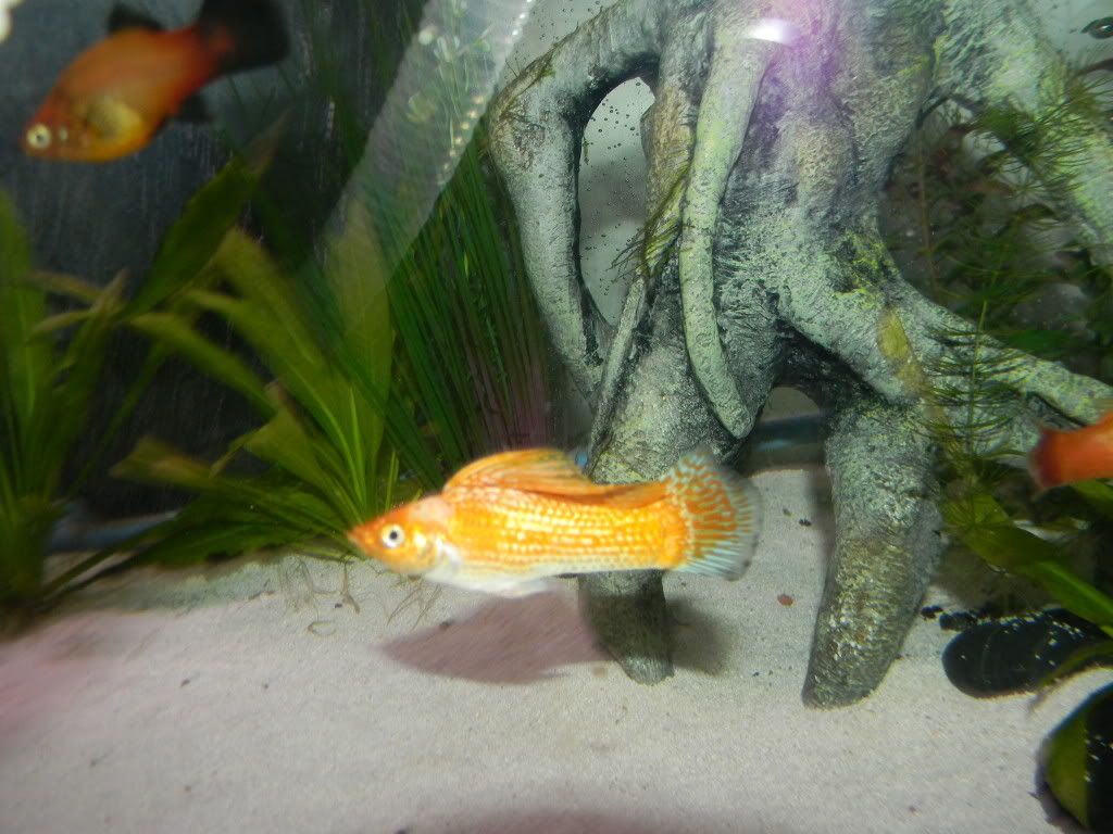 fishy032.jpg