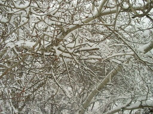 3-13-06WinterStorm021.jpg
