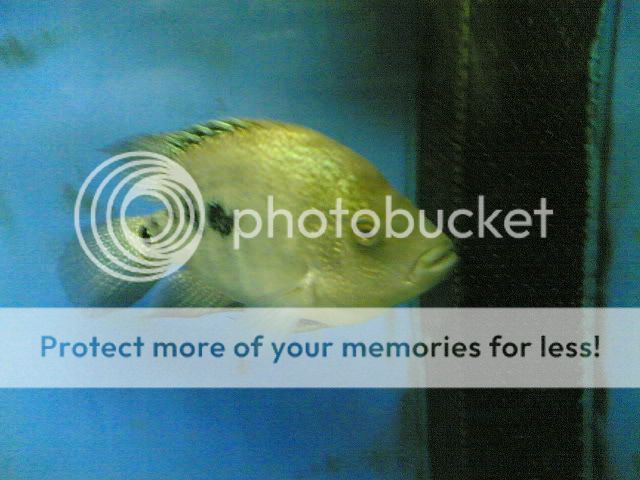 10072006004-1.jpg