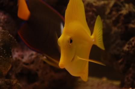 tang1.jpg
