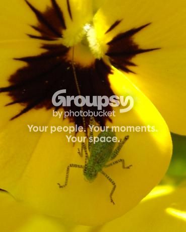 Aphid1.jpg