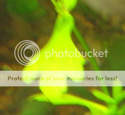 plant2.jpg