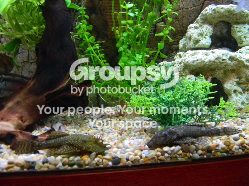 plecs.jpg