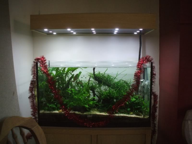 125xmas.jpg