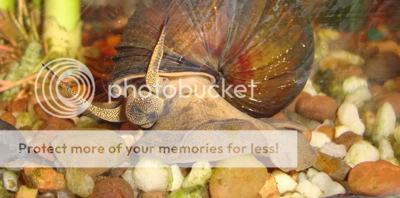 higarythesnail.jpg