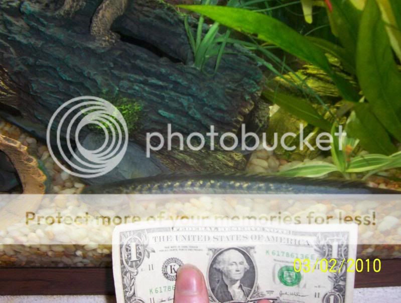 goby.jpg