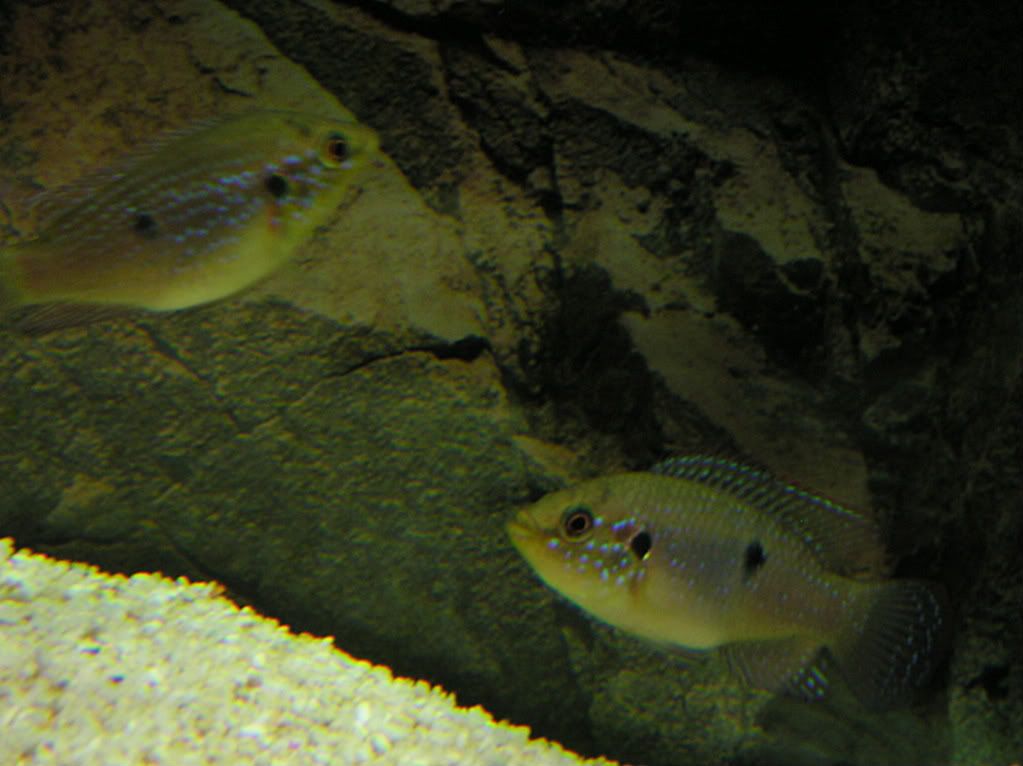 cichlid029.jpg