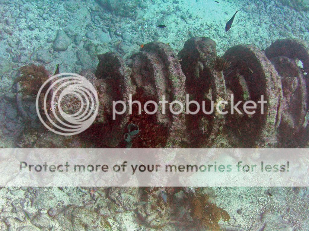 winchmolassesreef.jpg