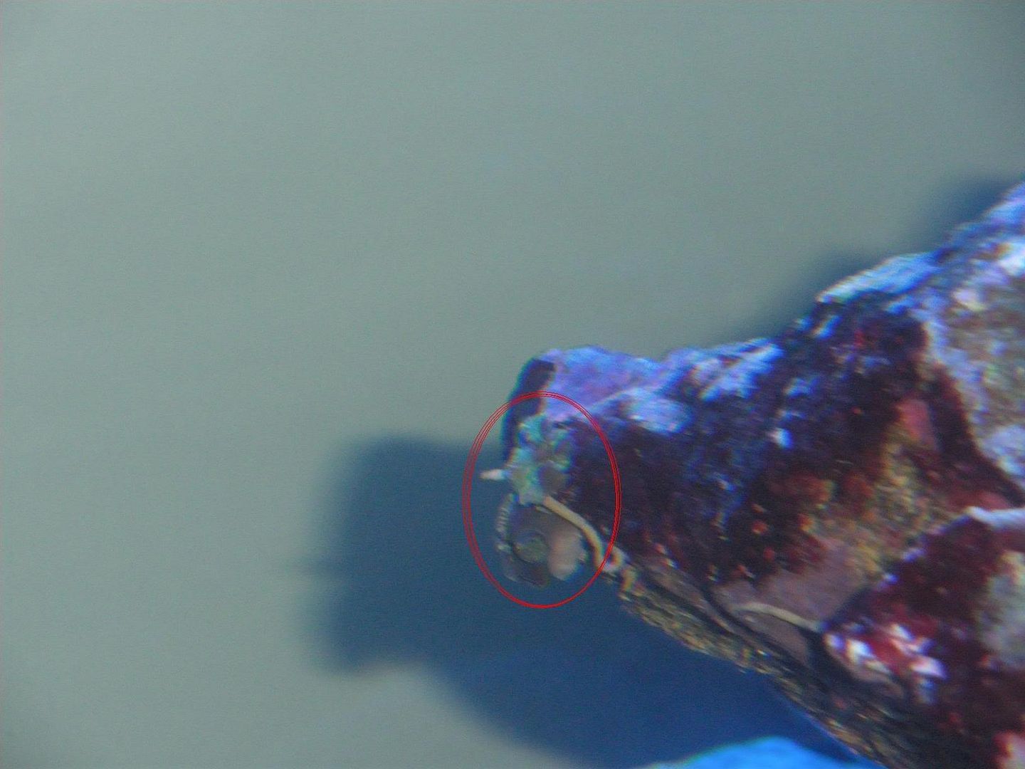 circled.jpg