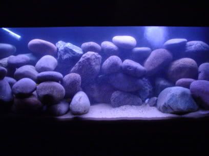 2007_0112new-cichlid0001.jpg