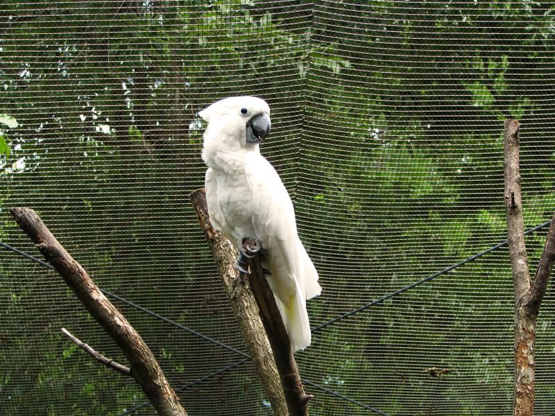 UmbrellaCockatoo.jpg