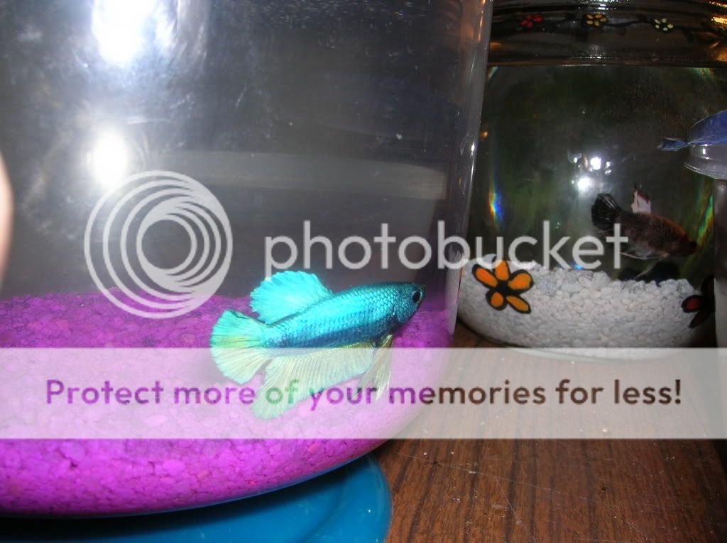 newfishies025.jpg