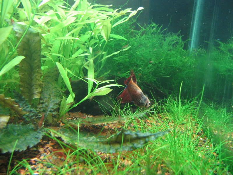 shrimpbettta013.jpg