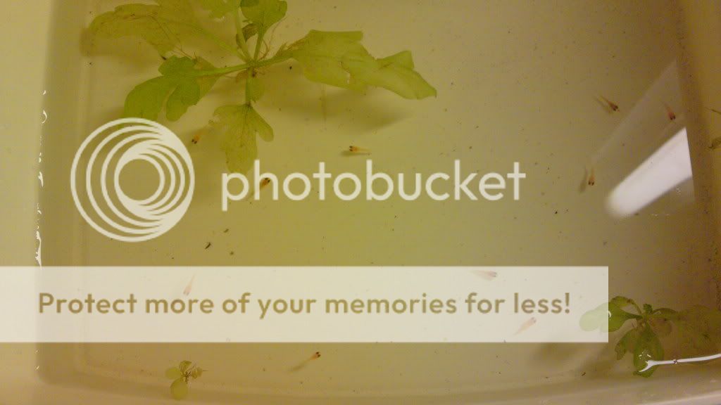 pichj003.jpg