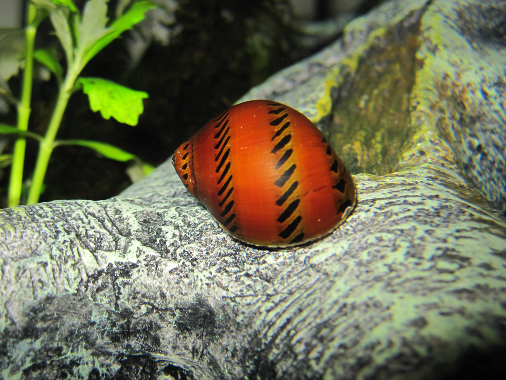 Tracked_Nerite_Snail-2.png