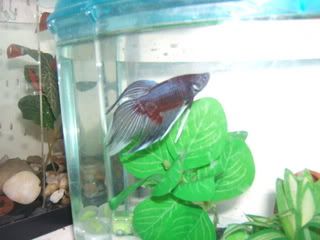 DSCF0888.jpg