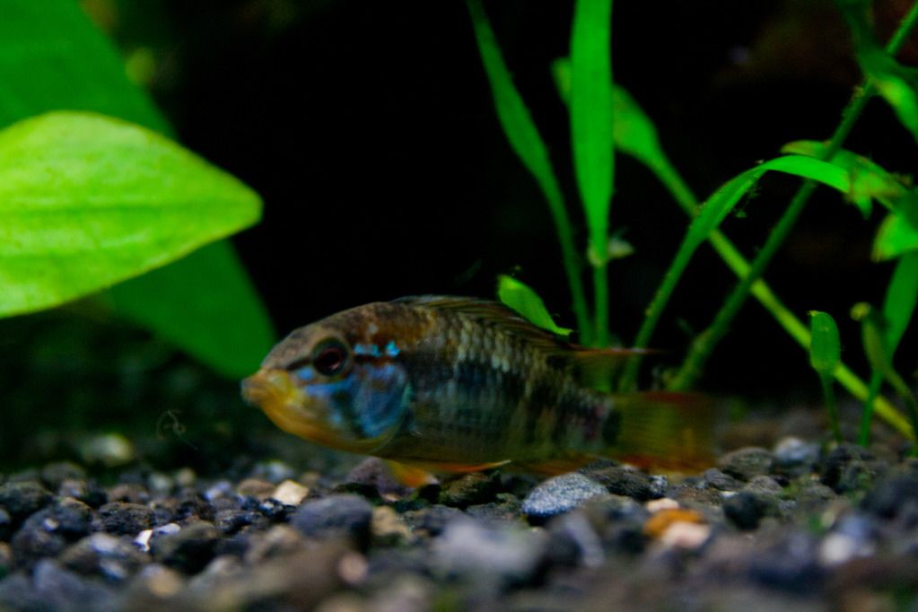 Fish-7.jpg