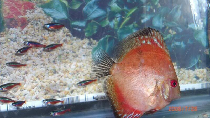 Discus12.jpg