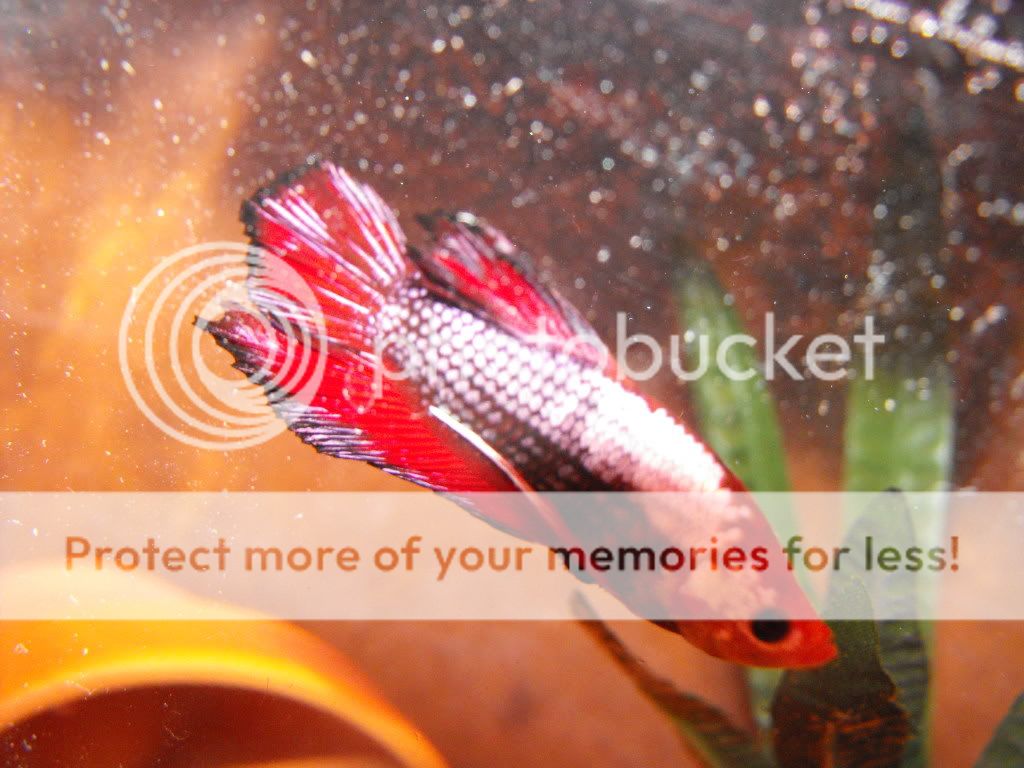 Copyofnewfish010.jpg