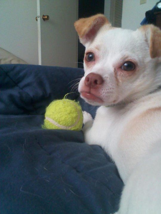 Tilly.jpg