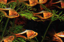 Rasbora-heteromorpha.jpg