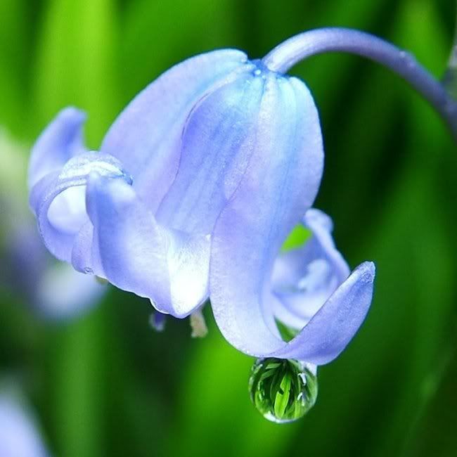 bluebell.jpg