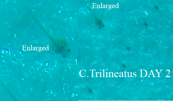 Trilineatus_day2.png