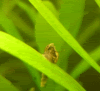 S7004137-1.gif